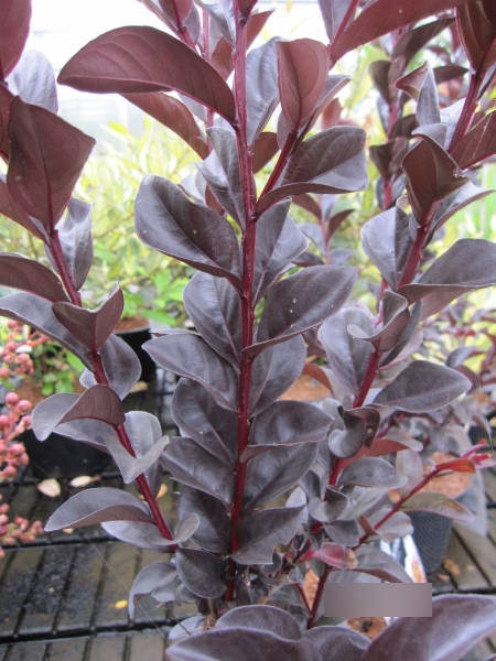 Lagerstroemia Indica Blush 2